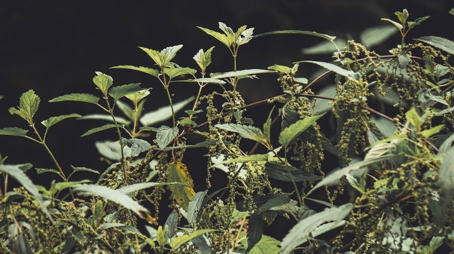 Photo Adaptogenic Herbs